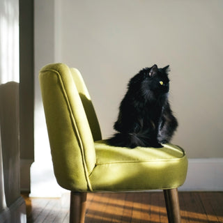 A Guide to Feline-Friendly Upholstery