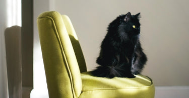 A Guide to Feline-Friendly Upholstery